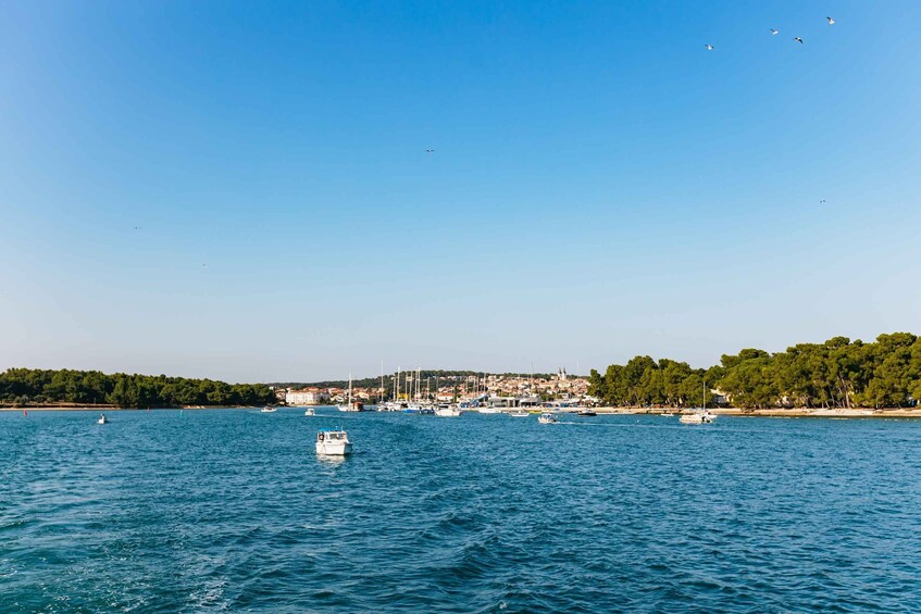 Picture 8 for Activity Kamenjak/Medulin: Sunset Dolphin Boat Tour with Dinner