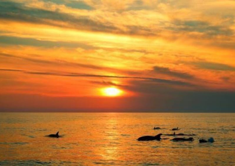 Picture 1 for Activity Kamenjak: Medulin Sunset Dolphin Tour
