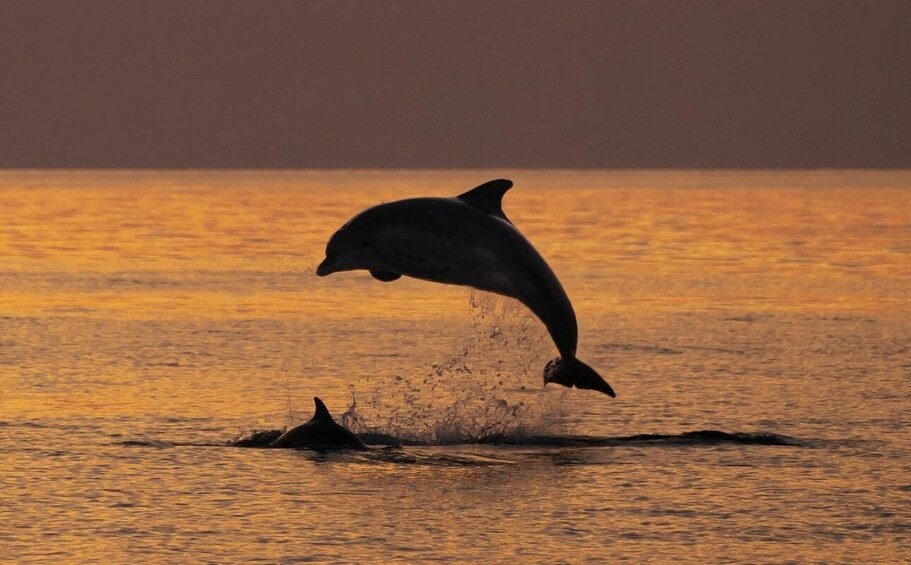 Picture 1 for Activity Kamenjak/Medulin: Sunset Dolphin Boat Tour with Dinner