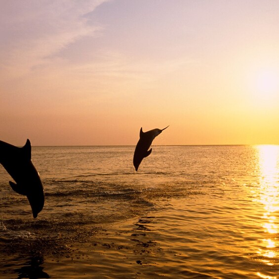 Kamenjak/Medulin: Sunset Dolphin Boat Tour with Dinner