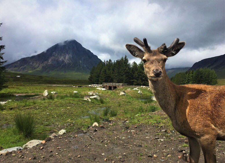 Picture 10 for Activity Edinburgh: Loch Ness, Glencoe, Scenic Walk & Whisky & Tour