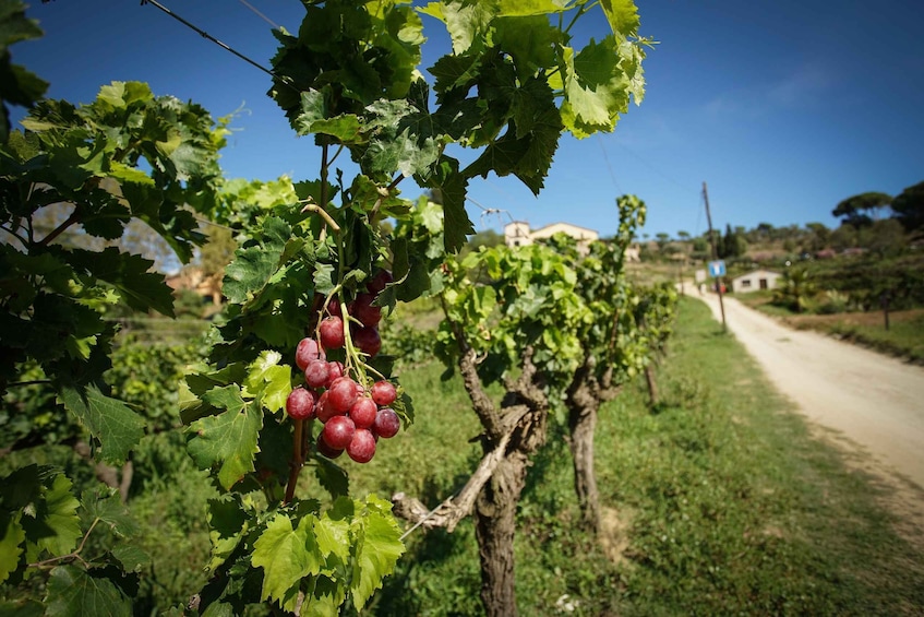 Picture 7 for Activity From Barcelona: Sailing and E-bike Winery Tour with Tastings