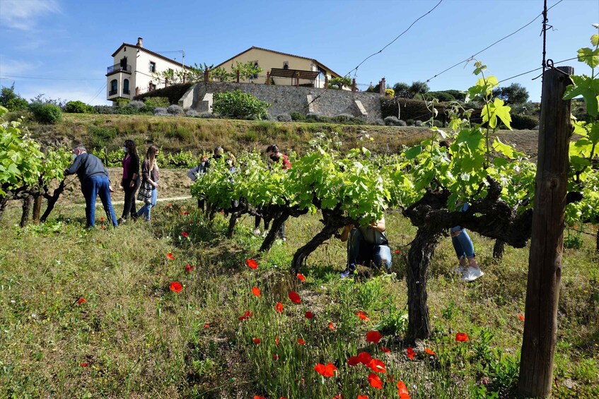 Picture 11 for Activity From Barcelona: Sailing and E-bike Winery Tour with Tastings