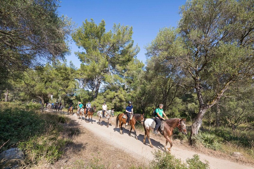 Picture 3 for Activity Mallorca: Horseback Riding Excursion and Wine Tasting