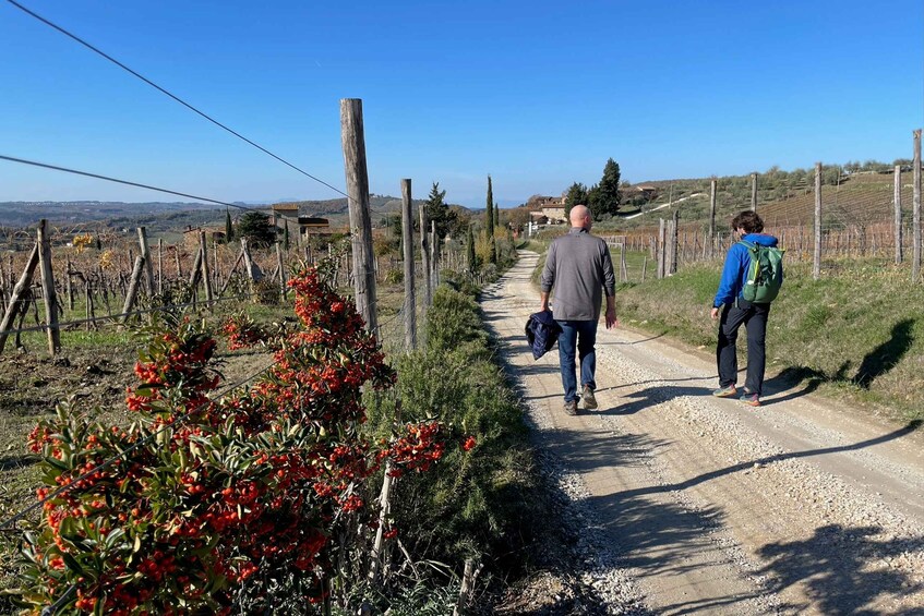 Picture 34 for Activity Florence: Tuscany & Chianti Classico Wine & Hike with Lunch