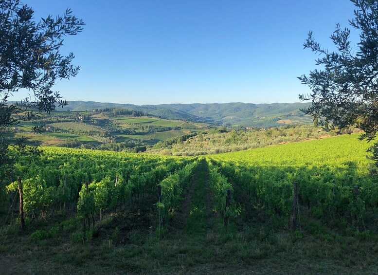 Picture 20 for Activity Florence: Tuscany & Chianti Classico Wine & Hike with Lunch