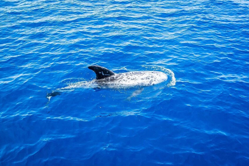 Picture 2 for Activity Fuerteventura : Boat Rental without skipper