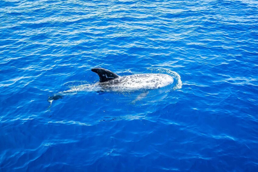 Picture 2 for Activity Fuerteventura : Boat Rental without skipper