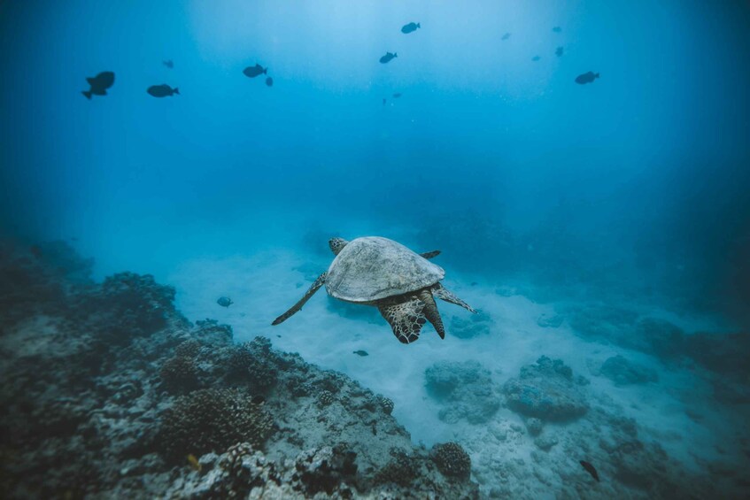 Picture 2 for Activity Oahu: Private Turtle Snorkeling with Customizable Itinerary