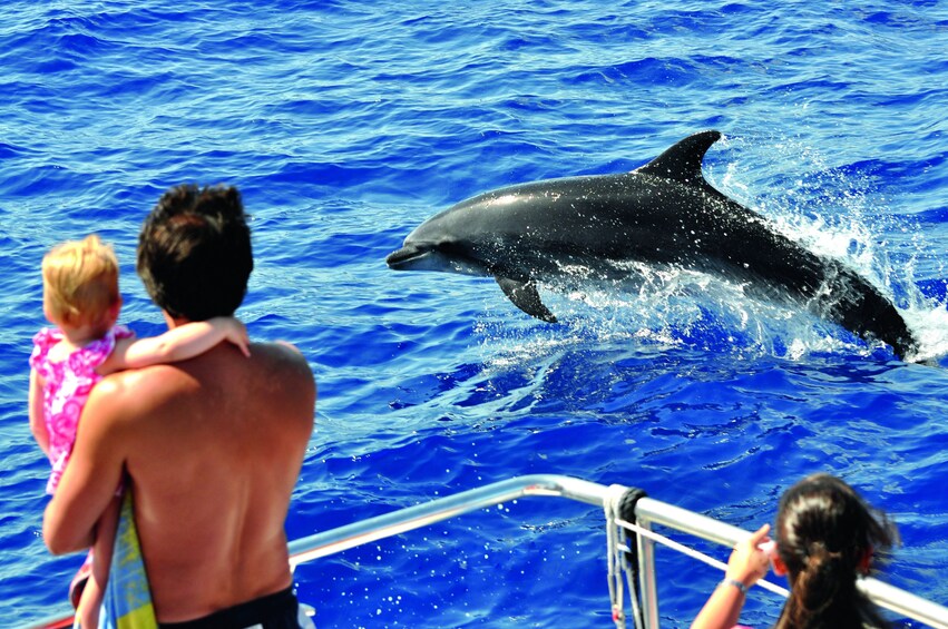 Gran Canaria Dolphin Watching Cruise