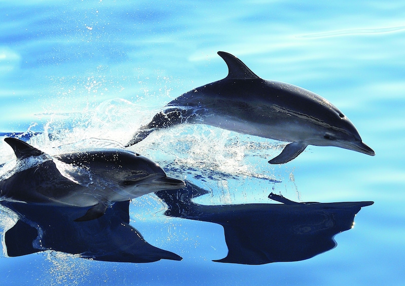 Gran Canaria Dolphin Watching Cruise