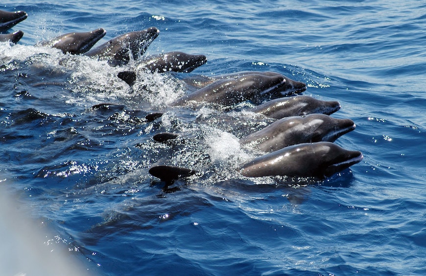 Gran Canaria Dolphin Watching Cruise