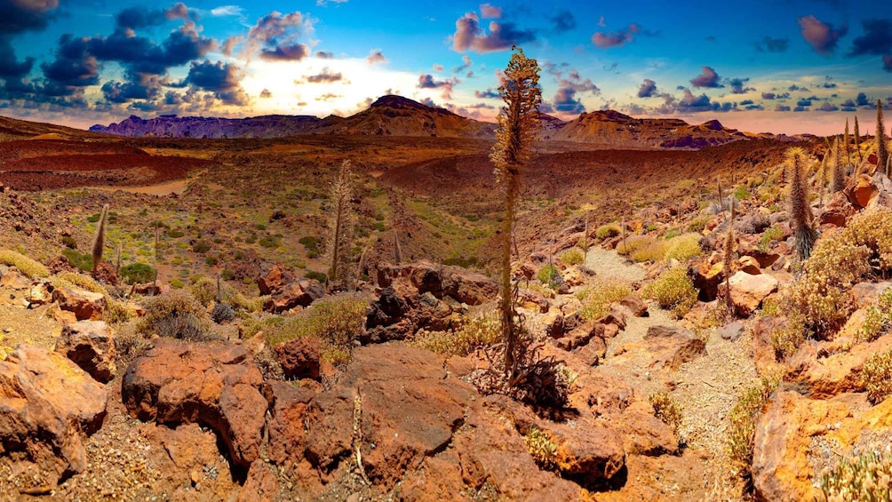 Picture 3 for Activity Teide National Park: Landscapes and Viewpoints Private Tour