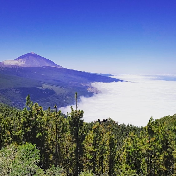 Picture 11 for Activity Teide National Park: Landscapes and Viewpoints Private Tour