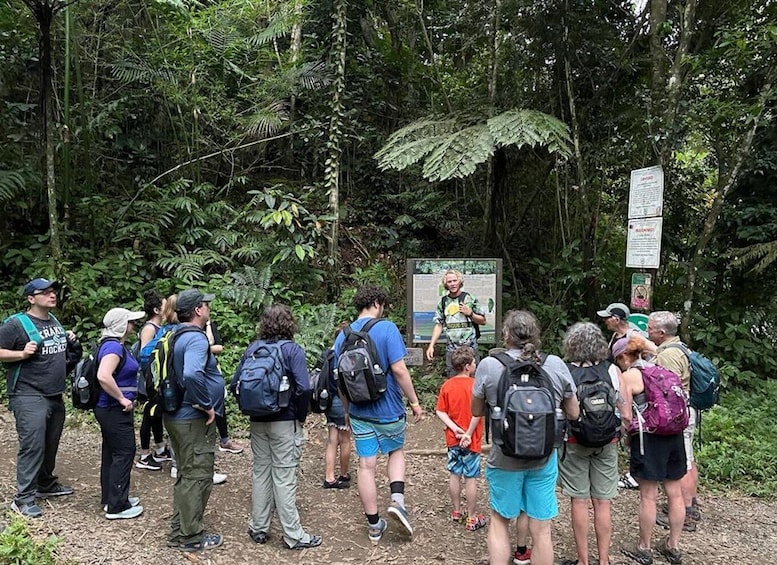 Picture 4 for Activity El Yunque Forest: Rainforest Nature Walk at Night Tour