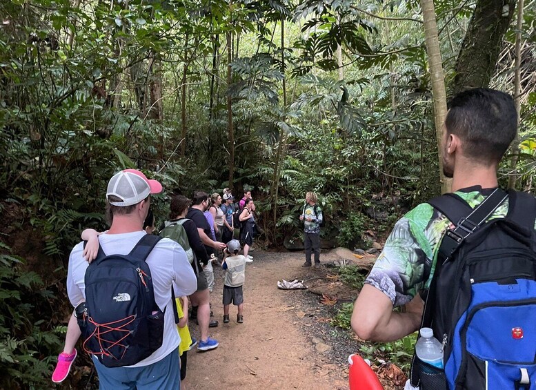 Picture 5 for Activity El Yunque Forest: Rainforest Nature Walk at Night Tour