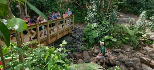 El Yunquen metsä: Yunque Yunque: Rainforest Nature Walk at Night Tour