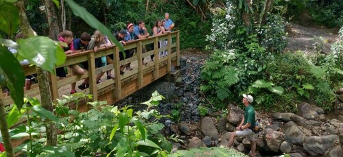 El Yunque Forest: Rainforest Nature Walk at Night Tour