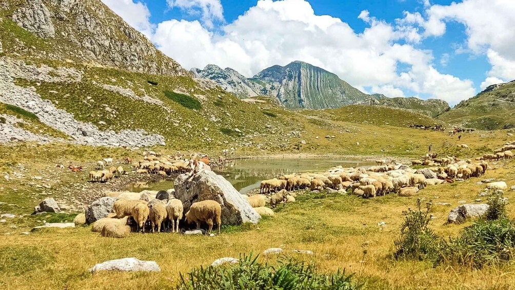 Picture 22 for Activity From Kotor: Hiking Day Trip in Durmitor Massif & Dining