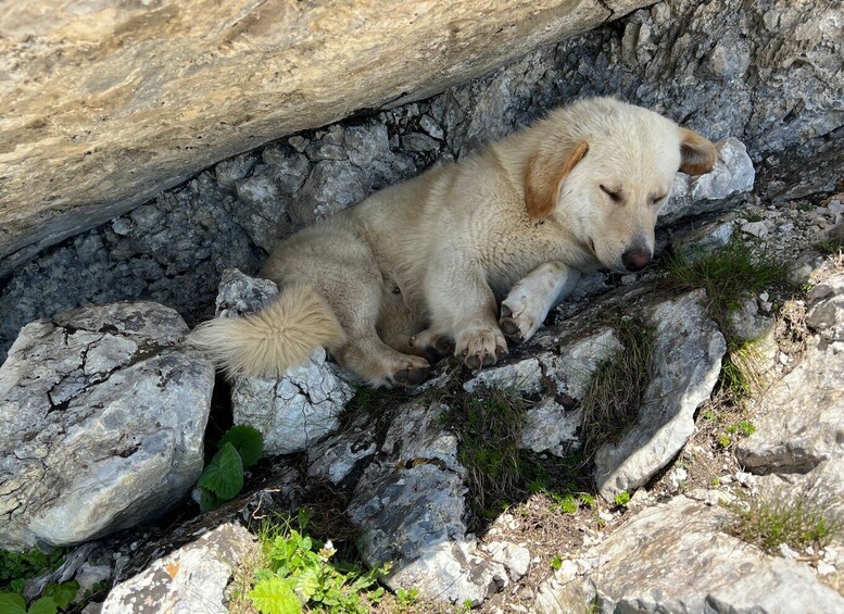 Picture 27 for Activity From Kotor: Hiking Day Trip in Durmitor Massif & Dining