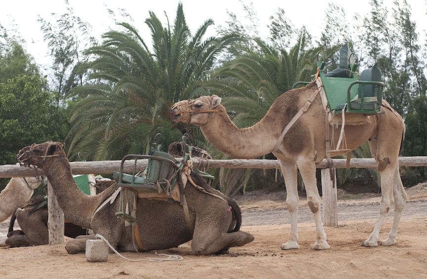 Gran Canaria 4X4 Adventure with optional Camel Ride