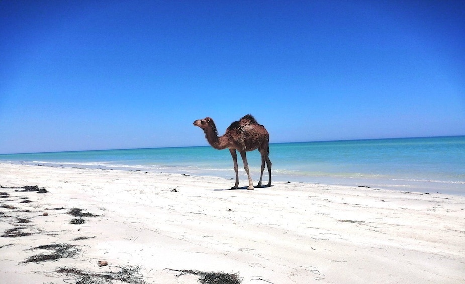 Picture 2 for Activity Djerba: Guided Camel Ride with Blue Lagoon Visit