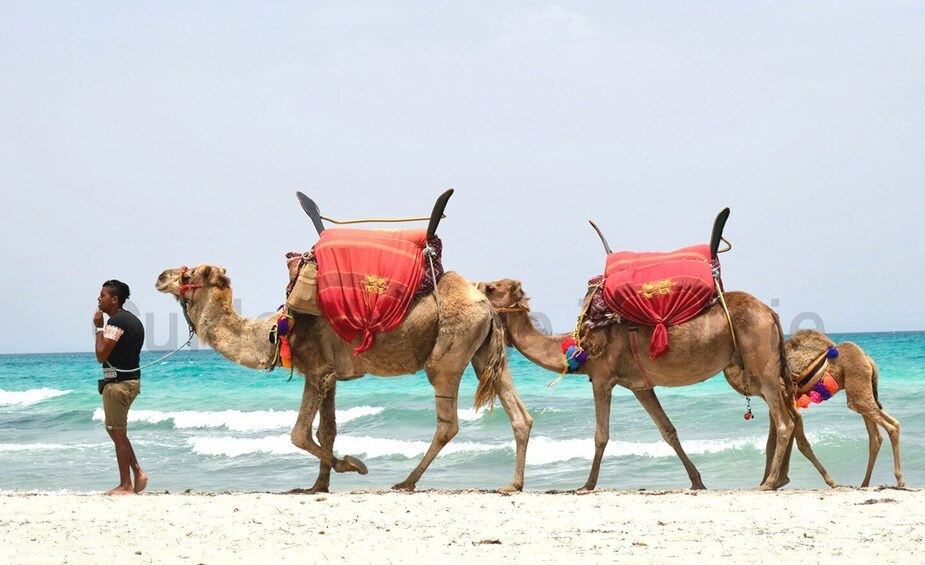 Djerba: Guided Camel Ride with Blue Lagoon Visit