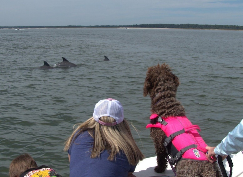 Picture 13 for Activity Hilton Head Island: Private Dolphin and Nature Tour