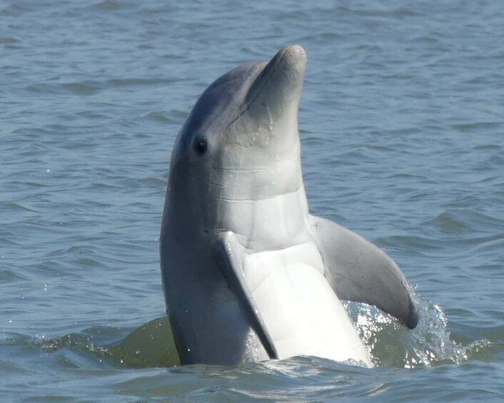 Hilton Head Island: Private Dolphin and Nature Tour