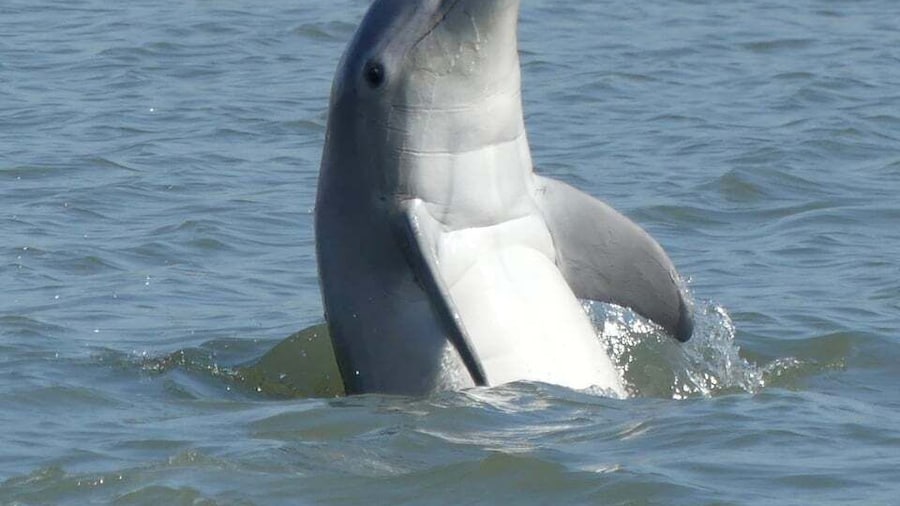 Hilton Head Island: Private Dolphin and Nature Tour