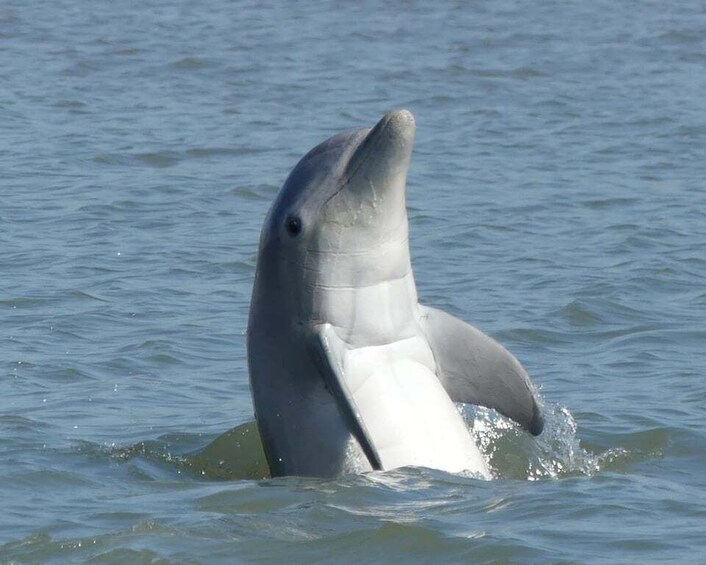 Hilton Head Island: Private Dolphin and Nature Tour