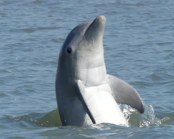 Hilton Head Island : Visite des dauphins et de la nature