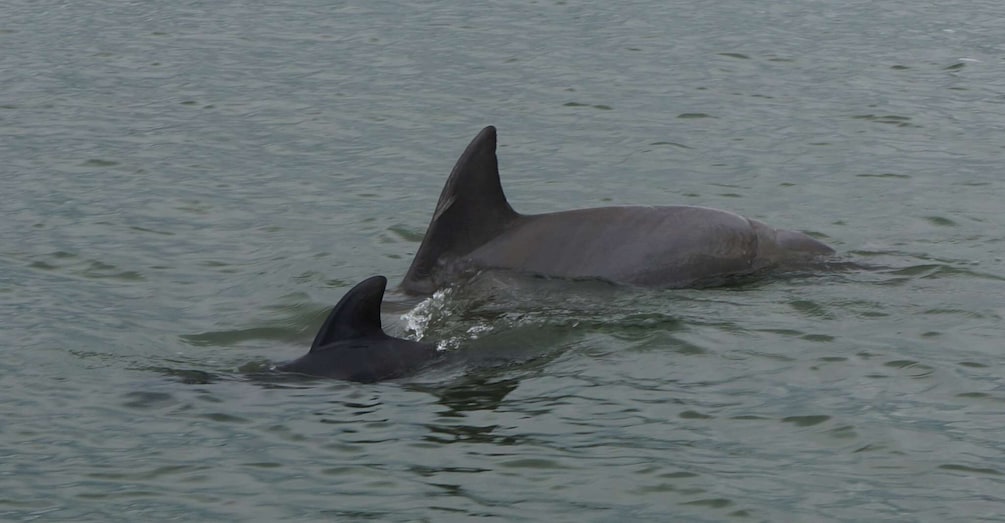 Picture 7 for Activity Hilton Head Island: Dolphin and Nature Tour