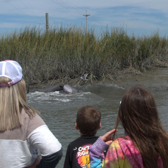 Picture 3 for Activity Hilton Head Island: Private Dolphin and Nature Tour