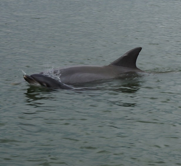 Picture 2 for Activity Hilton Head Island: Dolphin and Nature Tour