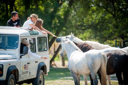 Camargue: Een halve dag 4x4 safari met gids