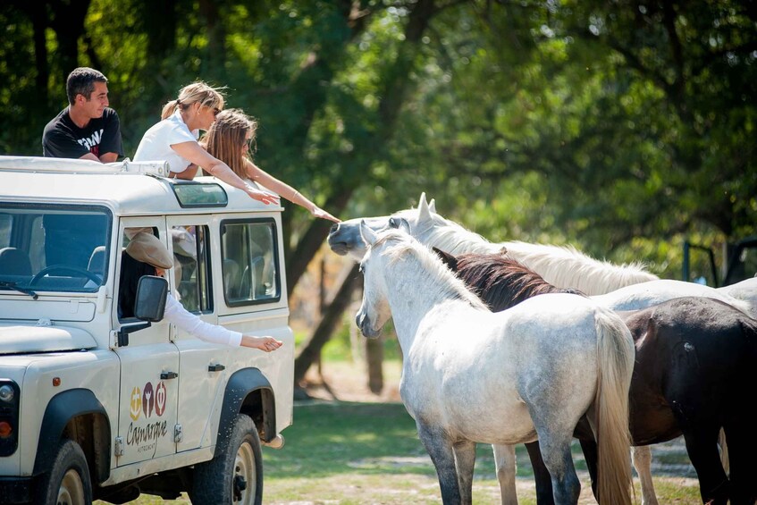 Camargue: Half-Day 4x4 Guided Safari Adventure