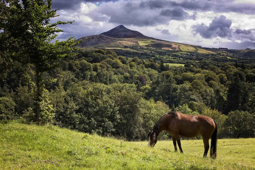 Picture 6 for Activity Wicklow: Private Day Tour from Dublin