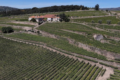 Lamego : Visite et dégustation du vignoble Quinta da Portela de Baixo