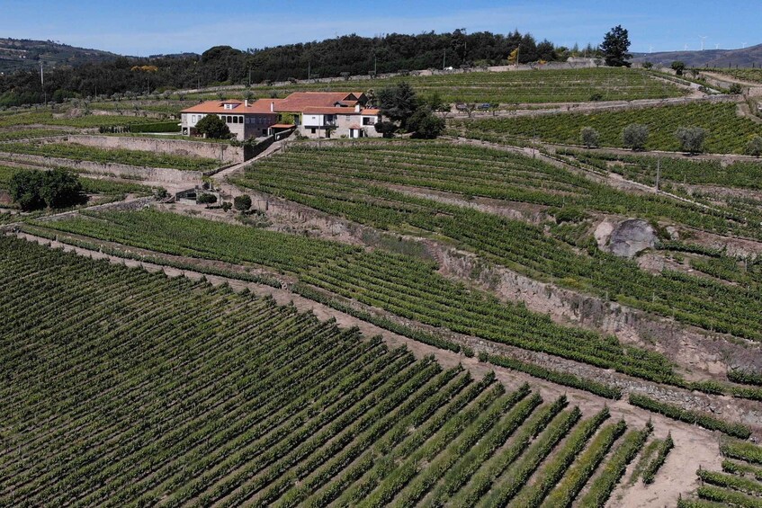 Lamego: Quinta da Portela de Baixo Winery Tour and Tasting