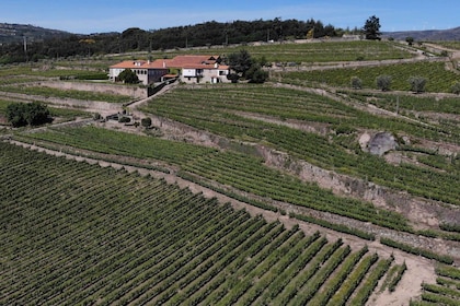 Lamego: Quinta da Portela de Baixo -viinitilan kierros ja maistelu