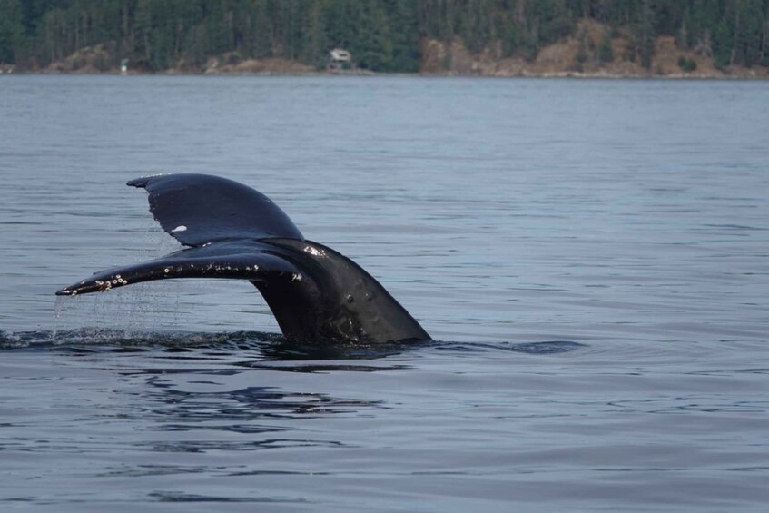 Picture 2 for Activity Campbell River: 6-Hour Whale Watching Boat Tour