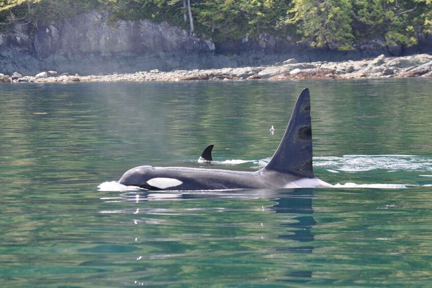 Picture 3 for Activity Campbell River: 6-Hour Whale Watching Boat Tour