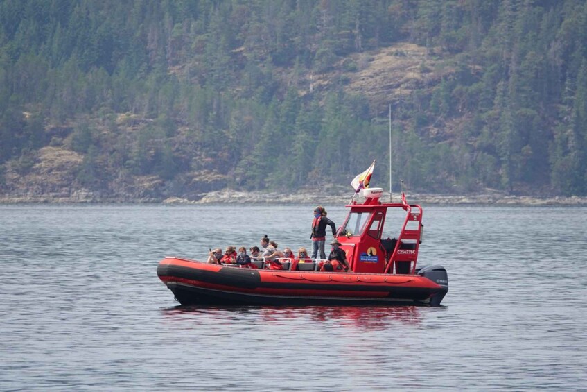 Picture 5 for Activity Campbell River: 6-Hour Whale Watching Boat Tour