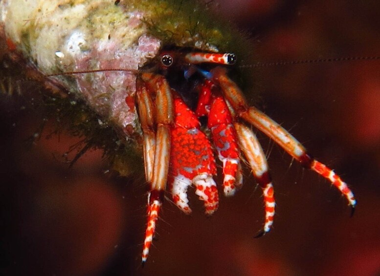 Picture 3 for Activity From Lerici: Scuba Diving Lessons and Dive in Portovenere