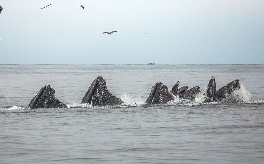 Picture 1 for Activity Monterey: Sunset Whale Watching Cruise with A Guide