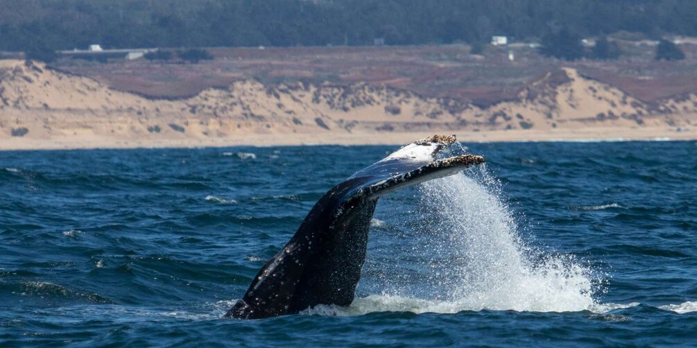 Picture 6 for Activity Monterey: Sunset Whale Watching Cruise with A Guide