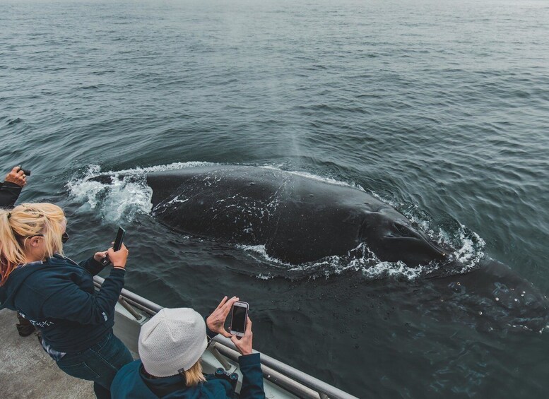 Picture 3 for Activity Monterey: Sunset Whale Watching Cruise with A Guide