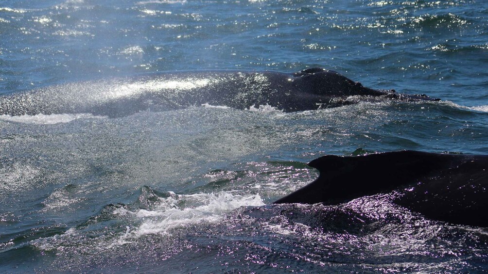 Picture 7 for Activity Monterey: Sunset Whale Watching Cruise with A Guide