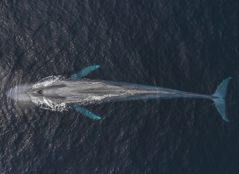 Picture 4 for Activity Monterey: Sunset Whale Watching Cruise with A Guide